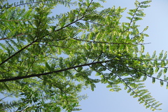 Phyllanthus polyphyllus